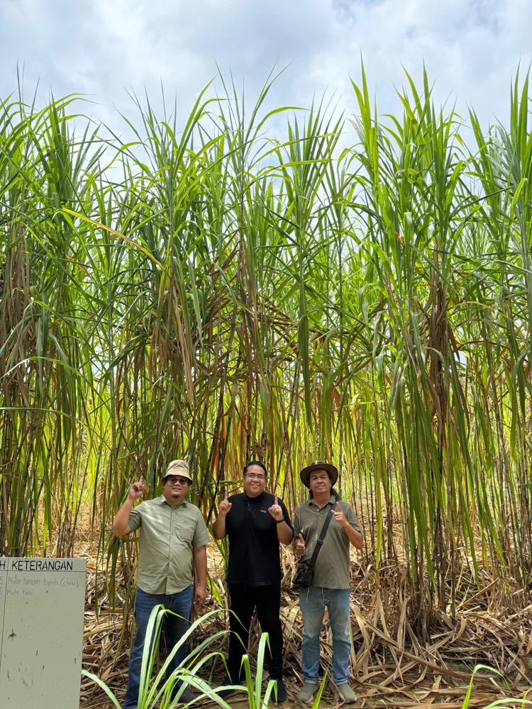 Visitors amongst the tall Juncao plants